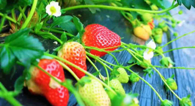 山東臨沂：草莓映紅鄉(xiāng)村振興路